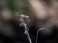 Südlicher Blaupfeil Libelle Männchen